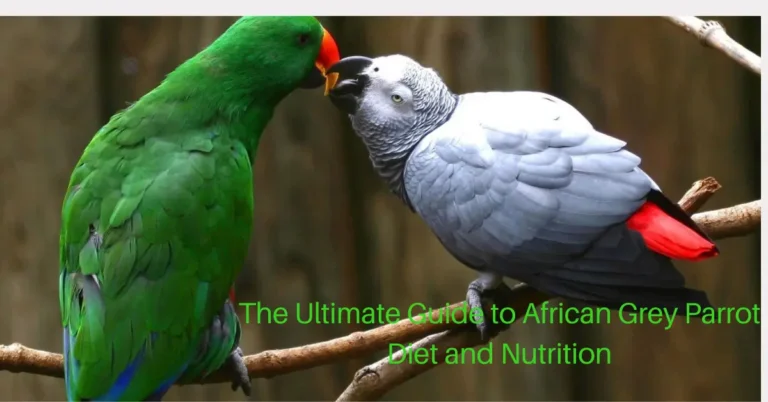 Ultimate Guide to African Grey Parrot Diet and Nutrition